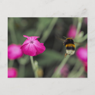 Carte Postale Photo de nature estivale de fleur sauvage rose et