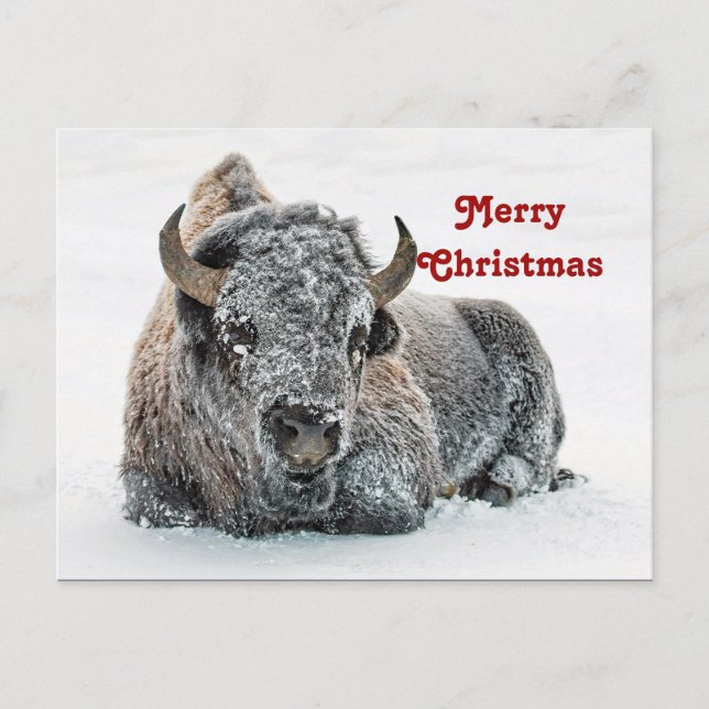 Carte Postale Photo de neige de Buffle Faune Noël (Devant)