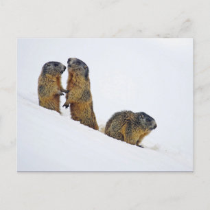 Carte Postale Photo de neige des marmottes