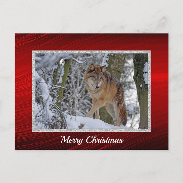Carte Postale Photo de neige du loup sauvage Noël (Devant)