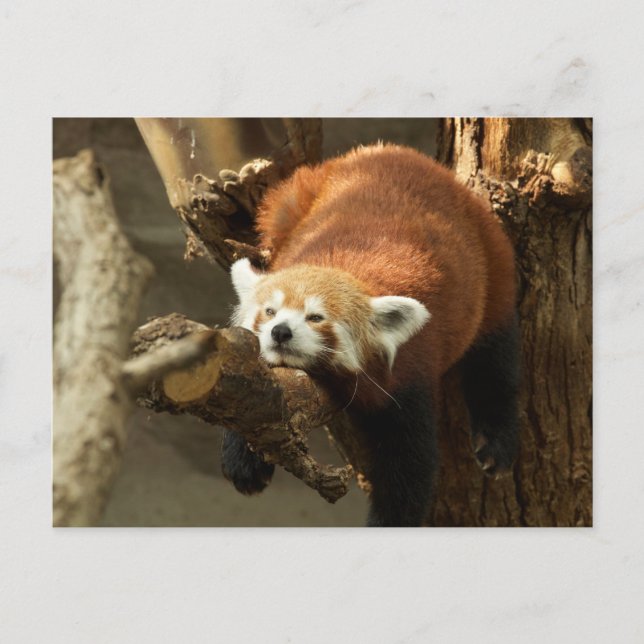 Carte Postale Photo de Panda Rouge Sauvage Endormi (Devant)