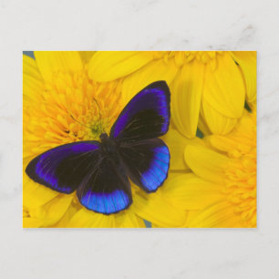 Carte Postale Photo de papillon