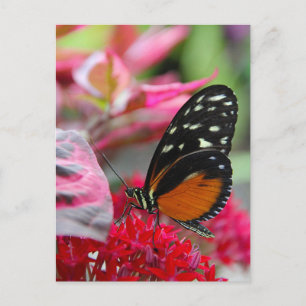 Carte postale photo de papillon sur fleurs rouges