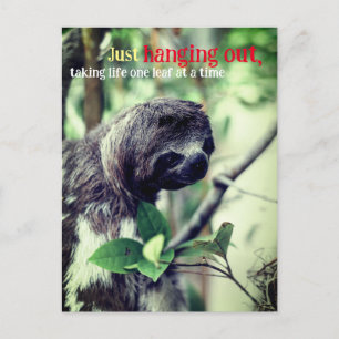 Carte Postale Photo de paresseux dans un arbre