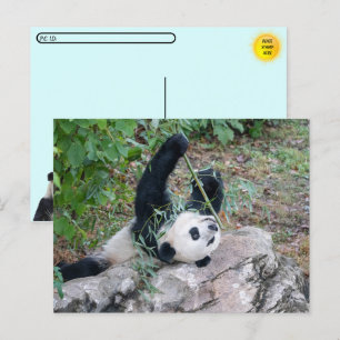 Carte Postale Photo de passage d'un panda géant