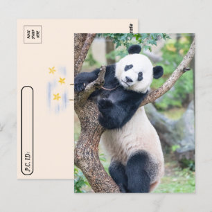 Carte Postale Photo de passage d'un panda géant