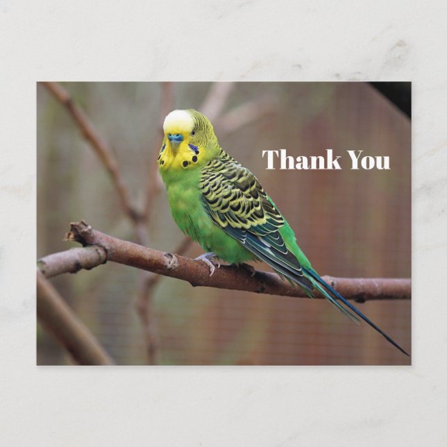 Carte Postale Photo de perroquet vert joli Merci (Devant)