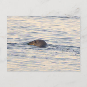 Carte postale photo de phoque en océan