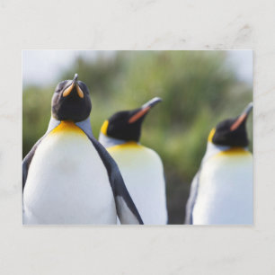 Carte Postale Photo de pingouins roi Fiers