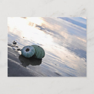Carte Postale Photo de plage