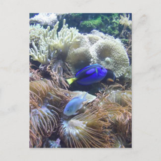 Carte Postale Photo de poissons d'aquarium