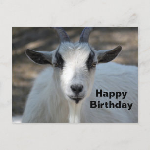 Carte Postale Photo de portrait de chèvre blanche mignonne pour 