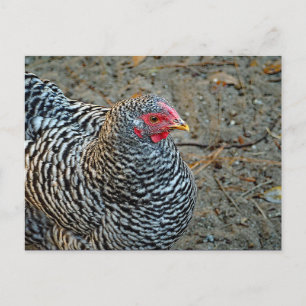 Carte Postale Photo de poule noire et blanche
