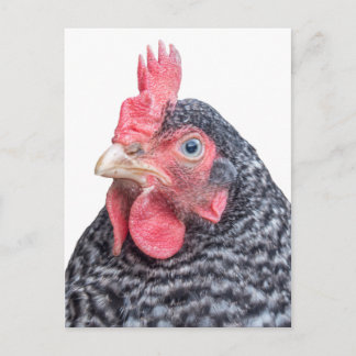 Carte Postale Photo de poulet mignonne Plumes noir et blanc