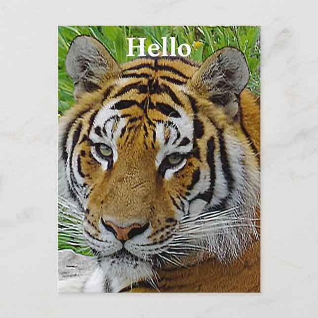 Carte Postale Photo de près du visage d'un tigre de Sibérie (Devant)