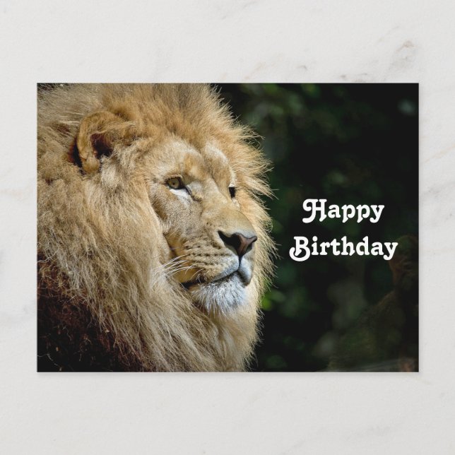 Carte Postale Photo de profil de lion pour anniversaire (Devant)