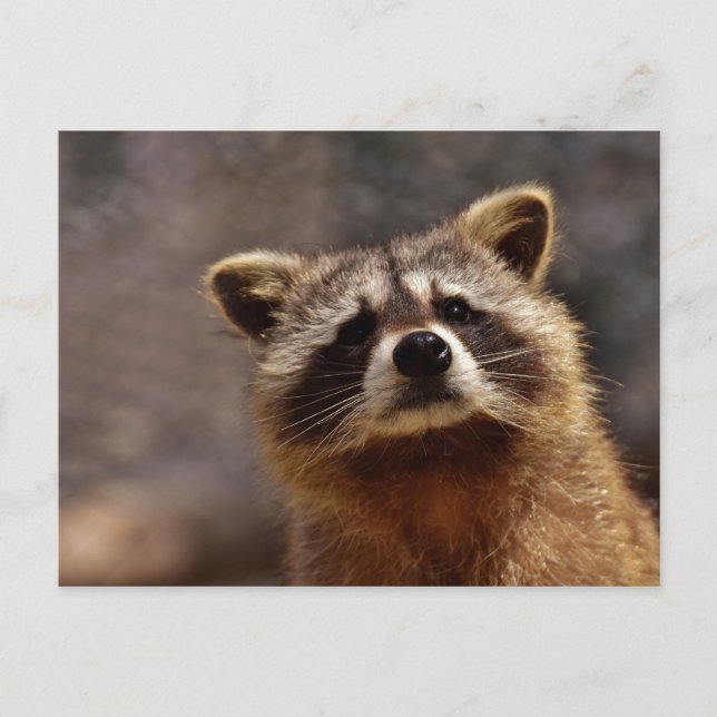 Carte Postale Photo de Raton Laveur Curieux (Devant)