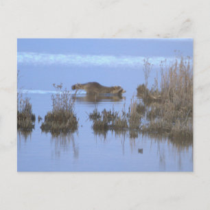 Carte postale photo de raton laveur nageant