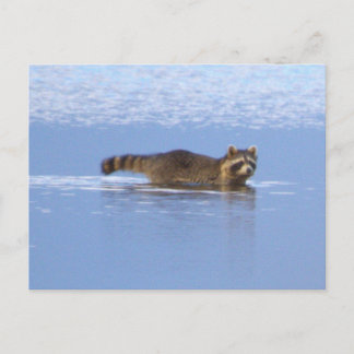Carte postale photo de raton laveur nageant