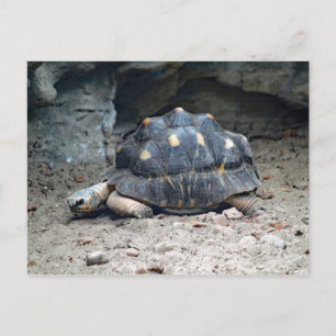 Carte Postale Photo de reptile de tortue sauvage