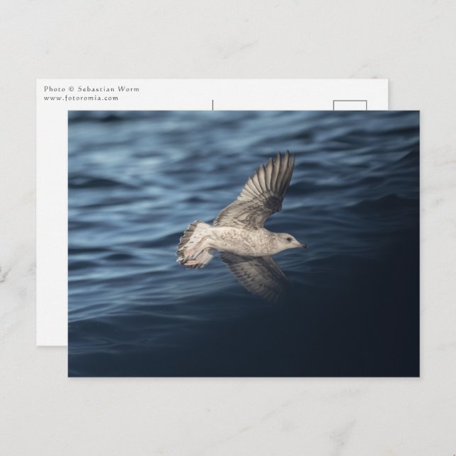 Carte Postale Photo de Seagull Nature (Devant / Derrière)