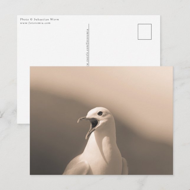 Carte Postale Photo de Seagull Nature (Devant / Derrière)