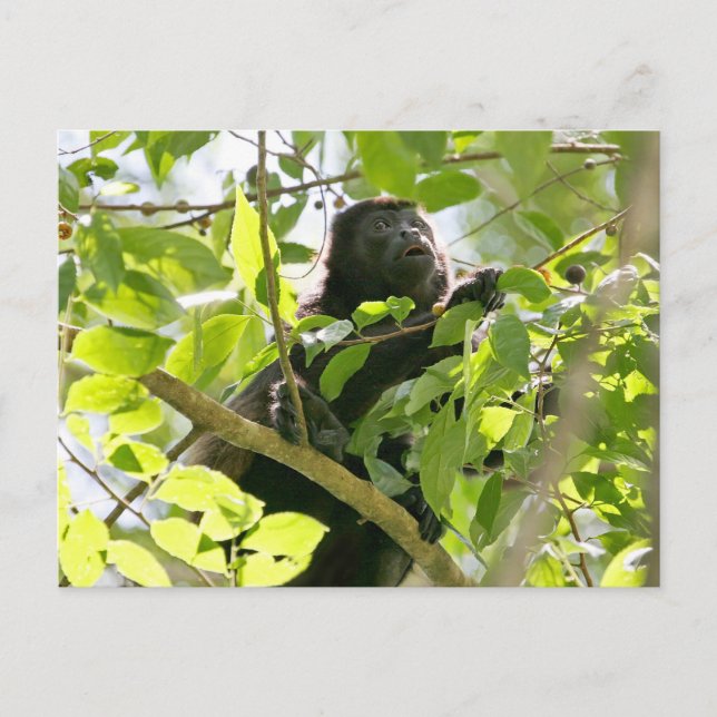 Carte Postale Photo de singe hurleur dans la jungle (Devant)