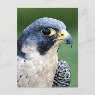Carte Postale Photo de visage de faucon pérégrin
