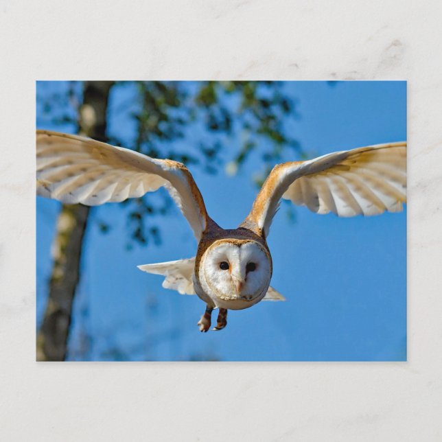 Carte Postale Photo de vol de Barn Owl (Devant)