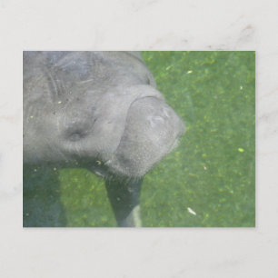 Carte Postale Photo d'eau animale de Manat souriant