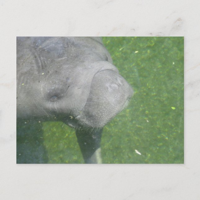 Carte Postale Photo d'eau animale de Manat souriant (Devant)