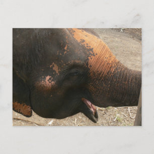 Carte Postale Photo d'éléphant Joyeux Rire en Thaïlande