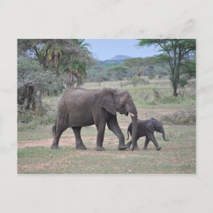 Carte Postale Photo d'éléphant mère et bébé