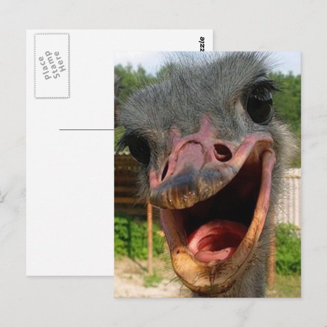 Carte Postale Photo d'oiseau d'autruche drôle Qu'est-ce que c'es (Devant / Derrière)