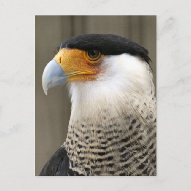 Carte Postale Photo d'oiseau de Caracara en cage (Devant)
