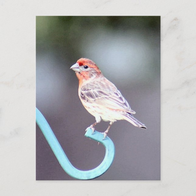 Carte Postale Photo d'oiseau de la Maison Finch (Devant)
