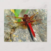 Carte postale photo DragonFly ou DamselFly