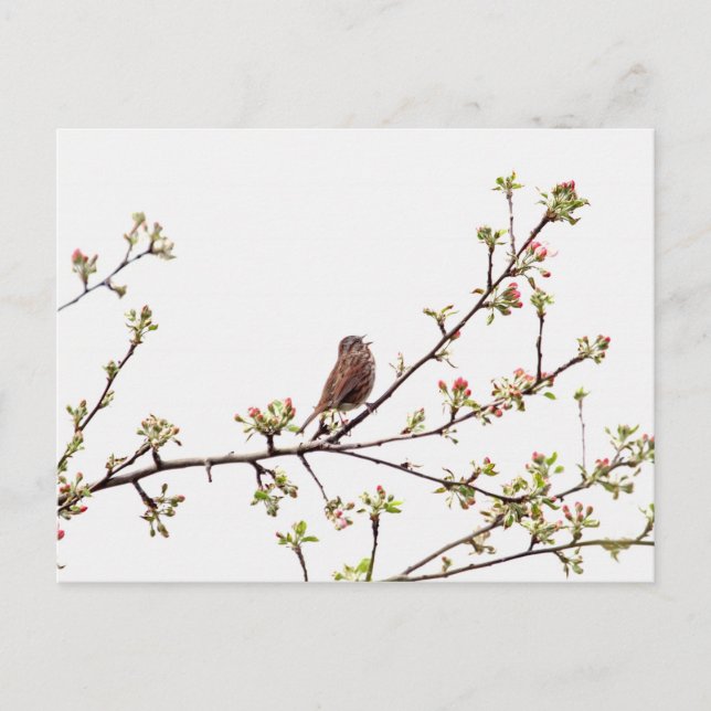 Carte Postale Photo du Bruant chantant dans l'arbre à fleurs (Devant)