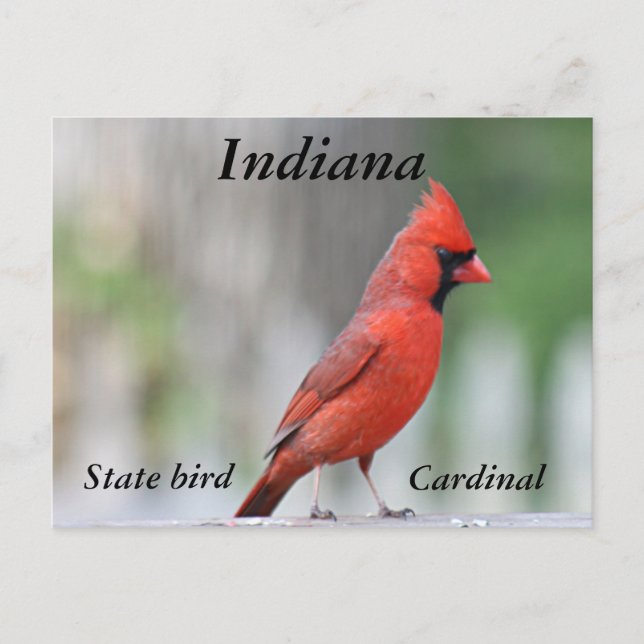 Carte Postale Photo du Cardinal du Nord (Devant)