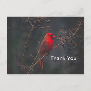 Carte Postale Photo du cardinal rouge de la faune