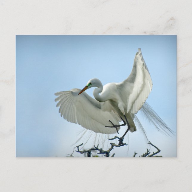 Carte Postale Photo du grand héron blanc (Devant)