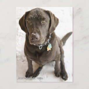 Carte Postale Photo du laboratoire de chocolat parsemé de neige 