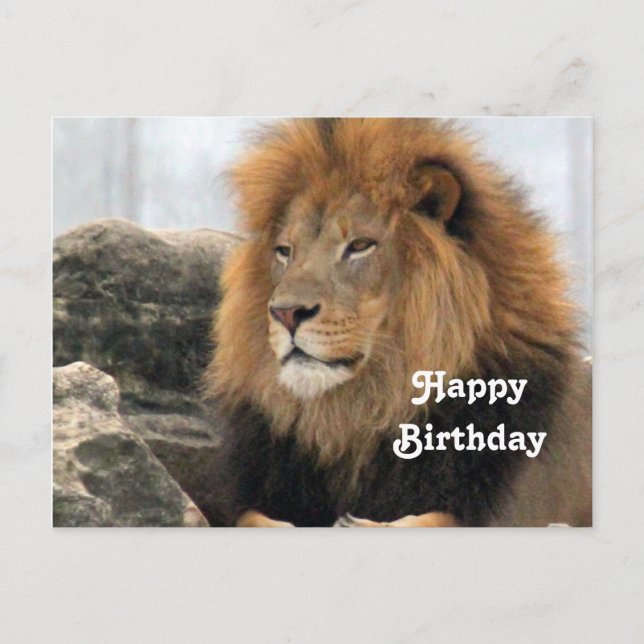 Carte Postale Photo du lion de la faune Anniversaire (Devant)