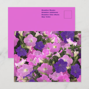 Carte Postale Photo Du Matin Gloire Fleurs Roses Et Violettes