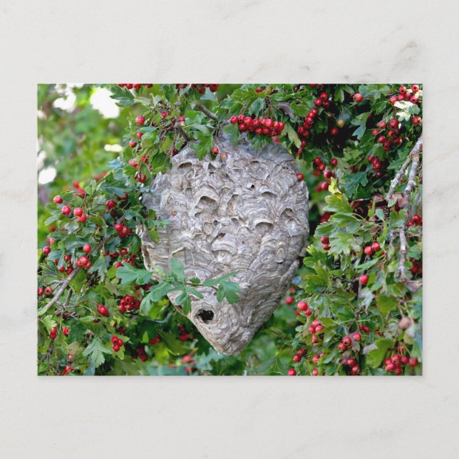 Carte Postale Photo du nid des Hornets (Devant)