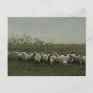Carte Postale photo du pâturage de moutons 1918