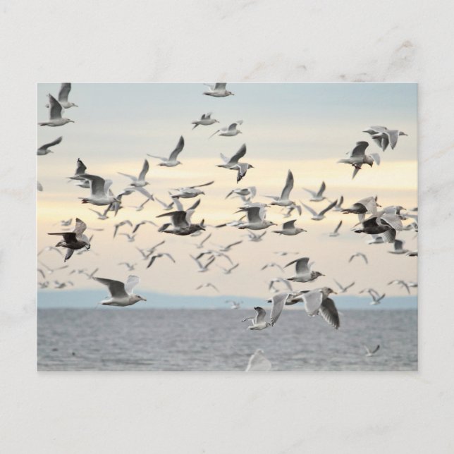 Carte Postale Photo du troupeau de mouettes (Devant)