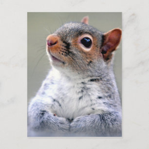 Carte Postale Photo du visage d'écureuil gris