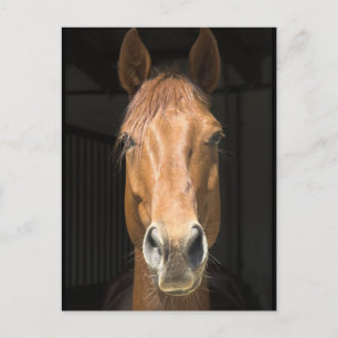 Carte Postale Photo du visage du cheval