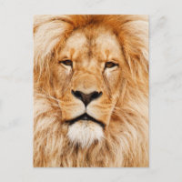 Photo du visage du lion